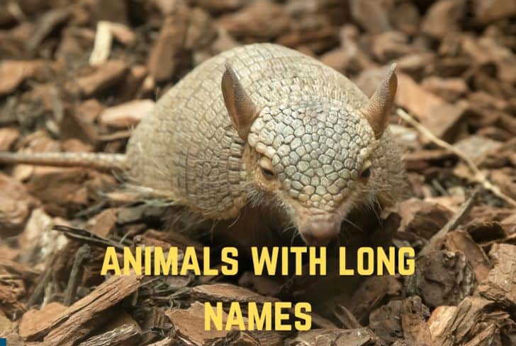 animals-with-long-names