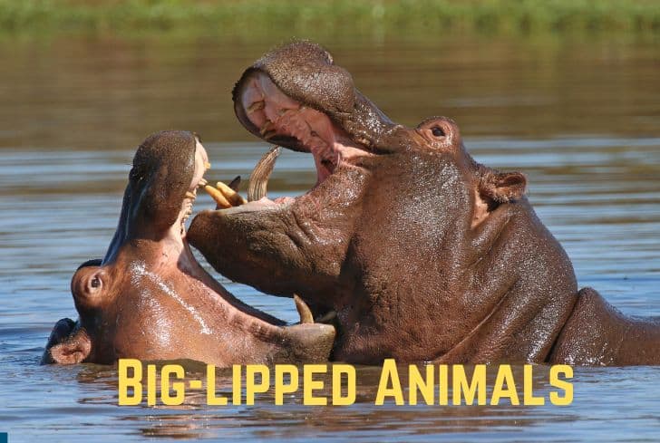 13 Different Big-lipped Animals (With Pictures)
