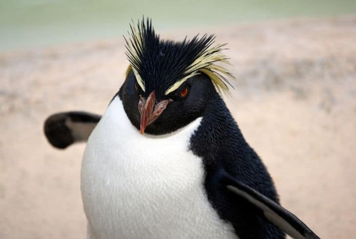 rockhopper-penguins