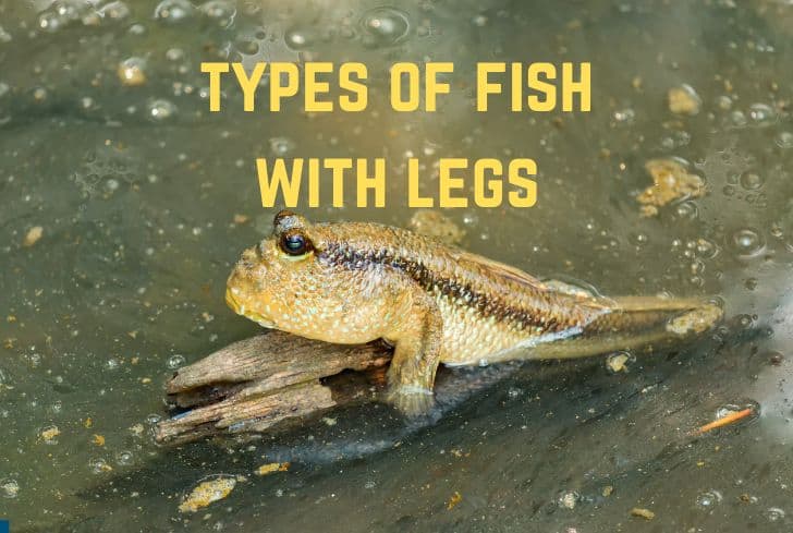 15 Types of Fish With Legs And Can Walk (With Pictures)