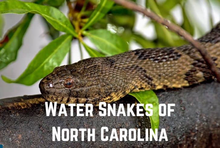 15 Venomous Water Snakes of North Carolina (With Pictures)