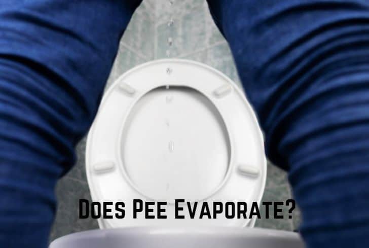 Does Pee Evaporate? (Answered)