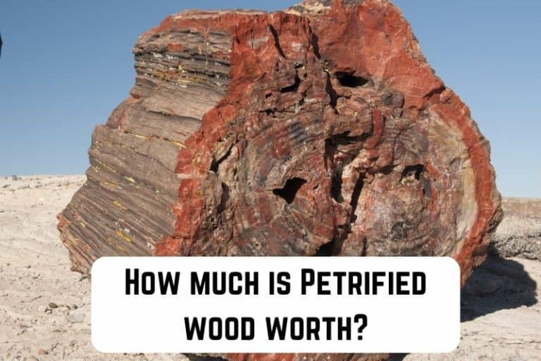 How Much is Petrified Wood Worth?