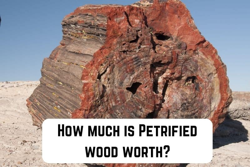 how-much-is-petrified-wood-worth